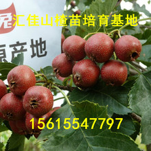 ���ϻ��ع���ɽ��� ���۾���ɽ��� �޽�ɽ�������ɽ���r��