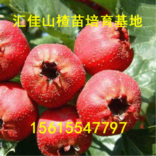 سɽ高 ɽ高 ƷNɽ ɽ高