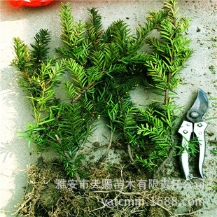 �������l���؁��t��ɼ7�깫�������� �ļ������@�ֹ��̾G����ľ