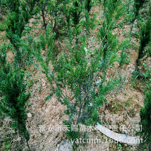 �������l���؁��t��ɼ6�깫��������  �@�ֵֽ��^�p���L��ľ����