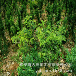 �������l���؁��t��ɼ5�깫�������� �@�־G��������ľ�ͺ����o��