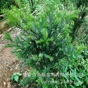 �������l���؁��t��ɼ4�깫��������  �҃ȃ����՚�Gֲ�ļ�����