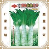 Vegetable Seed Company Feng Zilong Seed Industry Direct Selling Zero Garden Datian Said Season Sweet Crisis Hot lettuce (991)