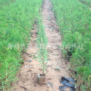 �I�B���Ȱ�����NҎ��ؘ����ɽ�G������һ�ׂȰ���r��