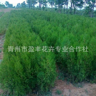蜀桧柏树苗小柏树松树墓地松塔柏小乔木清明四季常青复绿小灌木