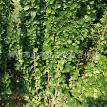 北海道黄杨苗 常绿灌木绿化苗四季常青篱笆围墙用 冬青北海道黄杨