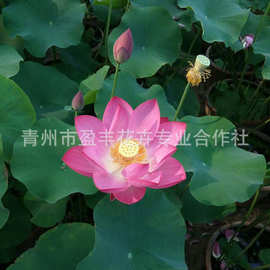 观赏荷花苗当年开花莲藕水生植物大型种藕种苗盆栽莲藕种根苗水培