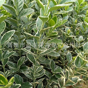 ��߅�S��G����ľ�������l�r��С������������ܾG����ľ�@��