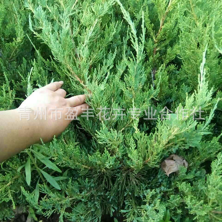 规格齐全 货源足 小龙柏批发 绿化苗木绿化苗木乔木 龙柏苗批发