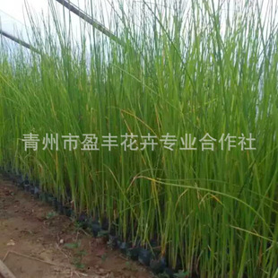 ����ˮ��ֲ��ˮ�[�N�� ˮ�[�Nֲ �ӵ��G�������� ˮ��ֲ��