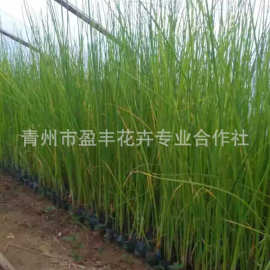 供应水生植物水葱种苗 水葱种植 河道绿化优良苗 水生植物