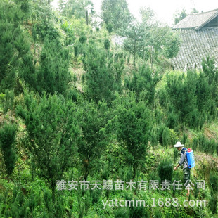 ����ֱ�N���؁��t��ɼ�G�����100-120cm�e��ͥԺ���a���L���ͺ�