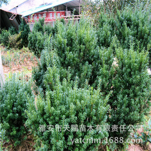 �������l���؁��t��ɼ�G�����2-2.5m�����G��������ľ���^���^��