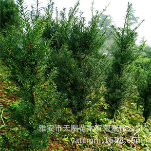 ����ֱ�N���؁��t��ɼ�G�����4cm���^�ֵ��^�p���o��ľ������L