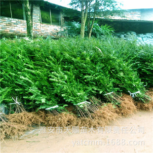 �Ĵ��t��ɼ���l���ع����Ϸ��t��ɼ���� ��ϧ���F��N�t��ɼ��ľ