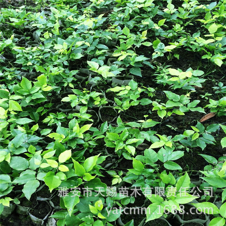 基地批发珍贵苗木小叶桢楠绿化树 景区湿地绿化观赏树苗水土保持