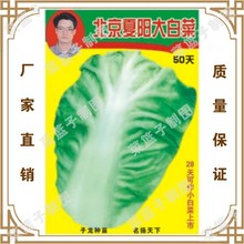 蔬菜种子厂家冯子龙直售批零大田基地大棚 北京夏阳大白菜50天