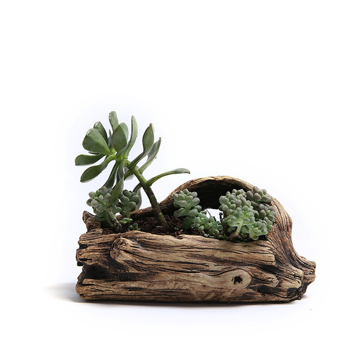 Factory direct supply creative cement succulent flowerpots old root carving succulent flowerpots ecological tree stump flowerpots wholesale