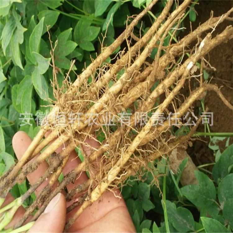 Саженцы пиона на масляной основе, высококачественные и высококачественные саженцы Фэндан, базовая оптовая продажа, бесплатный технический палец Ami Lin.