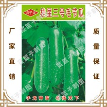 冯子龙种苗公司直售批零大田基地种植蔬菜种子  桂星三号毛节瓜