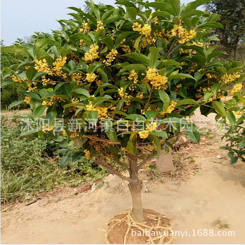 Морозостойкие сорта Привитые саженцы деревьев османтуса Османтус в горшках Рассада четырех сезонов османтуса Корица корица