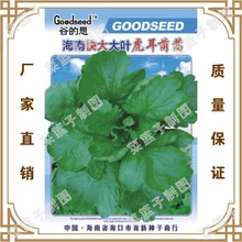 喜良厂家直售批零大田基地大棚四季种植  海南快太太叶虎耳茼蒿