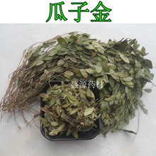 中药材 大叶瓜子金 辰砂草 金锁匙 瓜子草 挂米草  高脚瓜子草
