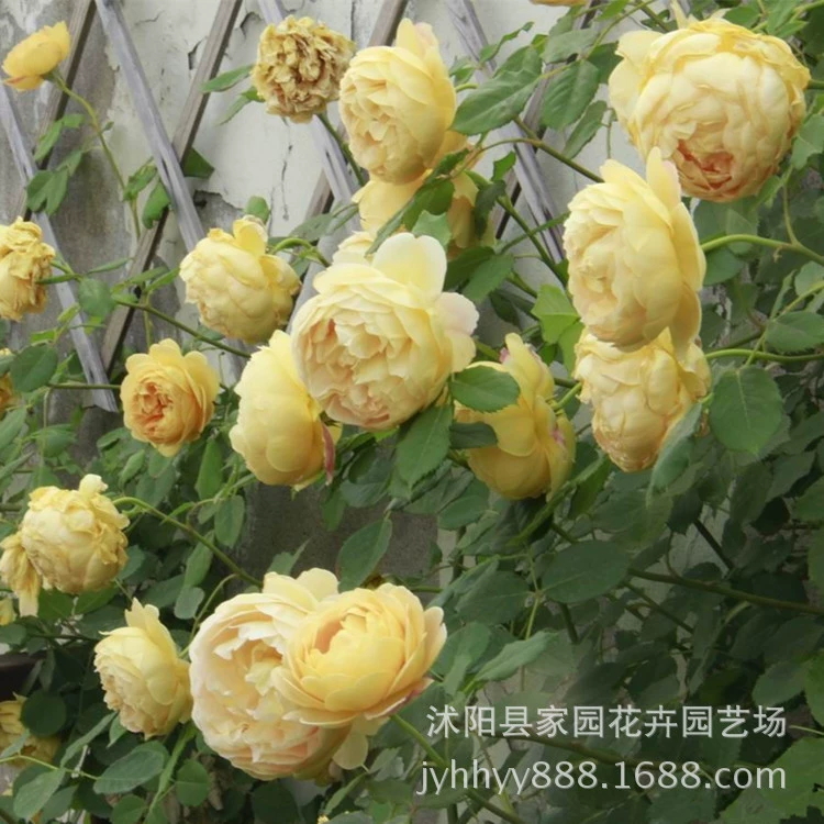 Оптовая продажа европейских виноградных роз, золотое торжество, европейские лунные вьющиеся растения, рассада роз, вьющиеся растения