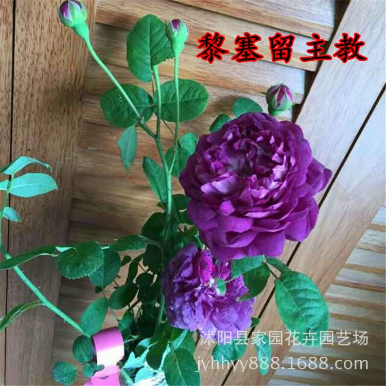 Оптовая продажа Ouyue ароматная розовая розовая рассада восхождение на виноградную лозу