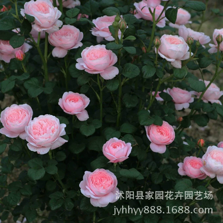 Европейская роза Шведская королевская роза среднего размера, рассада, куст, обильная розовая роза, цветок для двора и балкона