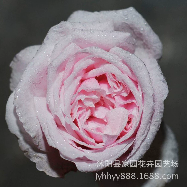 Европейская роза, памятные дворовые балконные горшечные декоративные растения, саженцы виноградной розы, цветущие в любое время года.