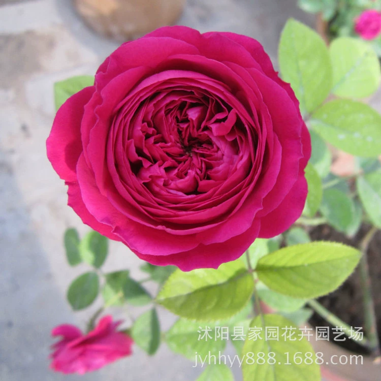 Оптовая продажа европейских саженцев виноградной розы Шекспир Европейские лунные вьющиеся растения вьющиеся растения в горшках