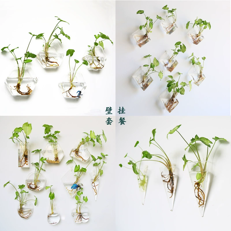 Подвесная настенная креативная настенная ваза Многоцелевая прозрачная стеклянная гидропонная ваза Цветочный горшок Аксессуары для дома