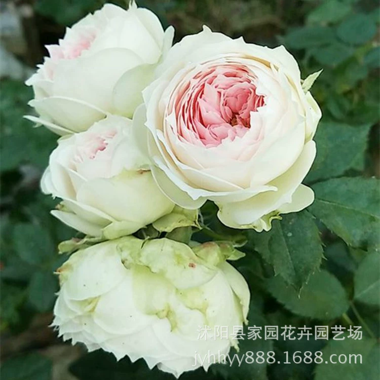 Европейская розовая крышка с помпонами