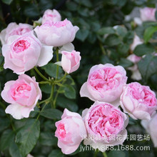 日月我的心月季小苗四季开花灌木大勤花玫瑰庭院阳台花卉盆栽植物