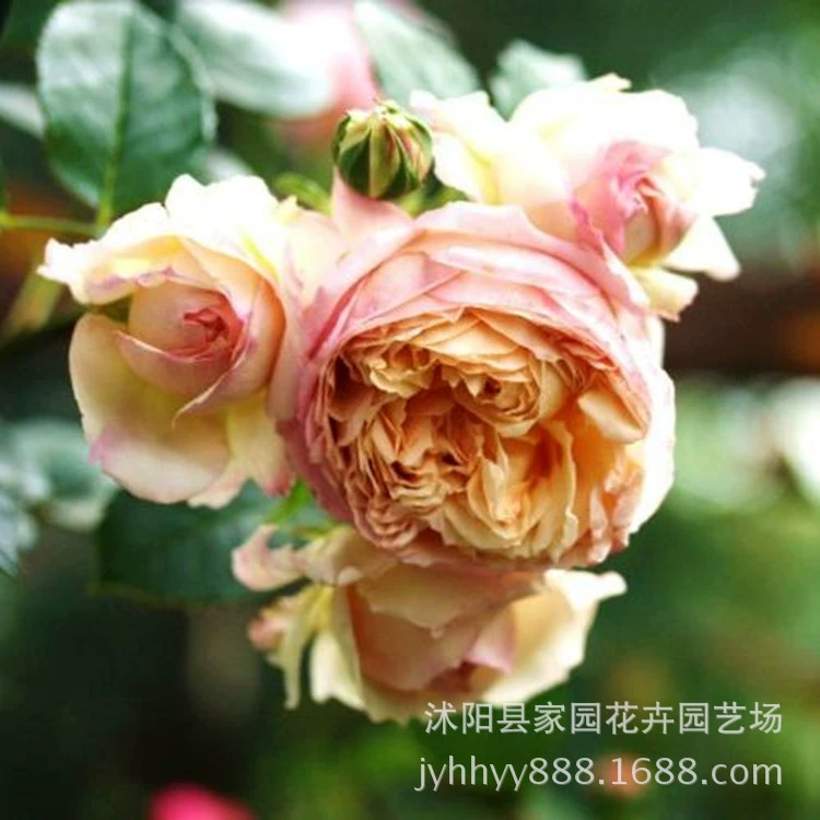 Charles Nairu Европейские розы, саженцы, кустарники, короткие лозы, сильный аромат, многоквашечные, светолюбивые цветы в горшках, садовые растения