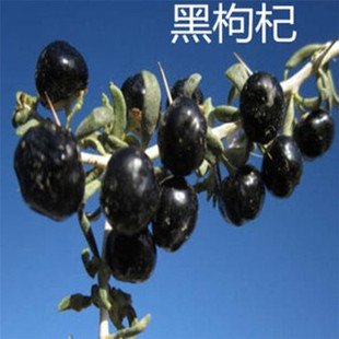 ����轹������Ĵ������ϱ��Nֲ�ڹ���������Ե��Լt����ľ