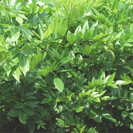 乔木;灌木;盆栽