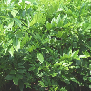 �S��������Ĵ��������l���F��ľ���ϼtľ�����S̴�������С��