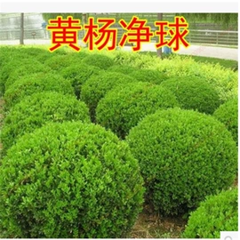乔木;灌木;园林果树