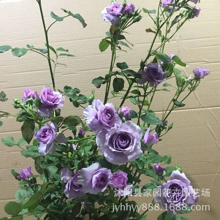 Синяя роза из виноградной лозы лаванды