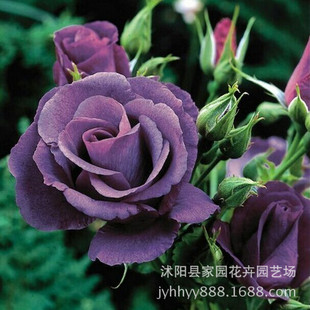 �W���¼�С���{ɫ������ �ٱ�õ�廨��ͥԺ�������Ի��ܮ����_��