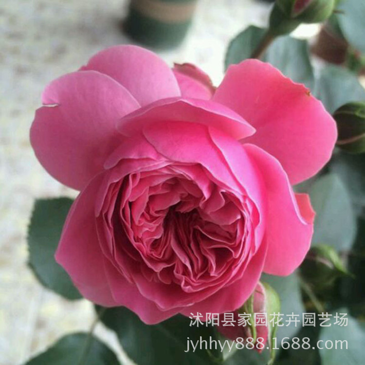 欧月藤本月季苗 粉色达芬奇 爬藤月季花苗 丰花型藤本 攀援蔷薇苗