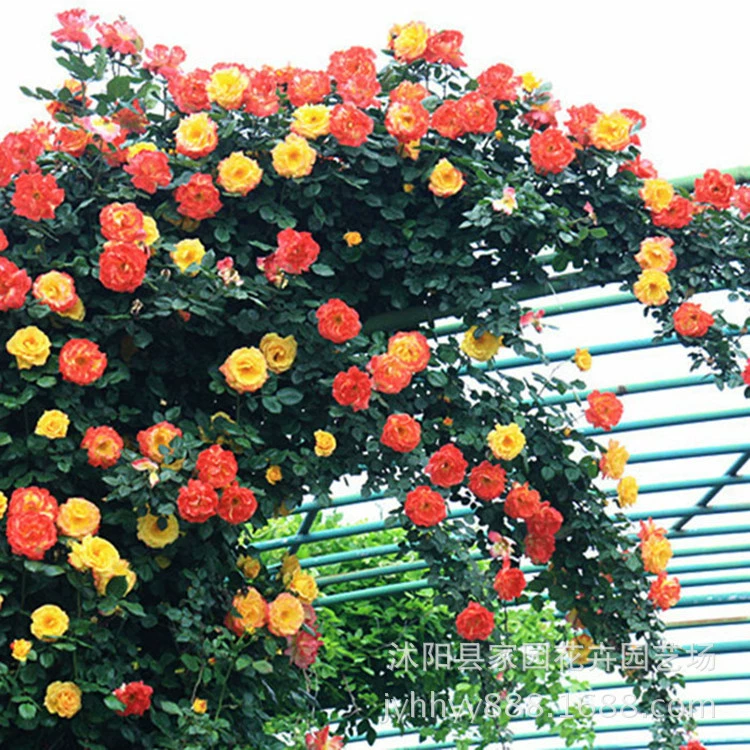 Крышевое растение, вьющаяся радуга, вьющиеся многоквашечные розовые саженцы, вьющиеся розы, миниатюрные разноцветные розовые цветы в горшках.