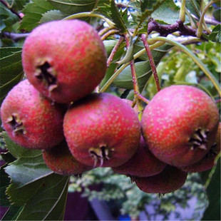 �������l�޽�ɽ高��糯�¼t���Ե�����ľͥԺ�^�p���tɽ���