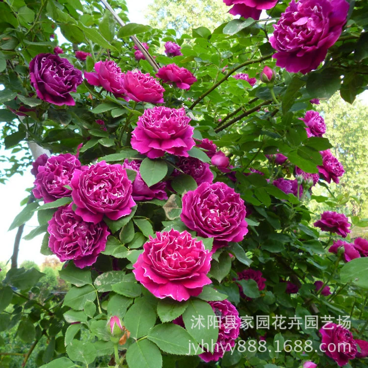 Оптовая продажа виноградной лозы Мяо Фиолетовый халат нефритовый пояс