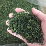 安溪跨境源头散装秋茶
