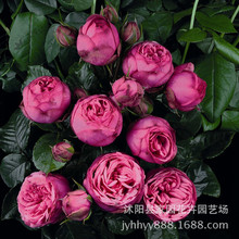 �W���¼������ɫ���õ�廨�����л�����Ʒ�N�����Ի���ֲ��