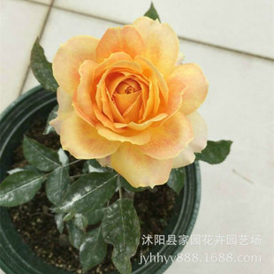 �W���¼����� ꖹ�Ŷ� �󻨝��� �̨���Ի���ֲ�� �ļ��_