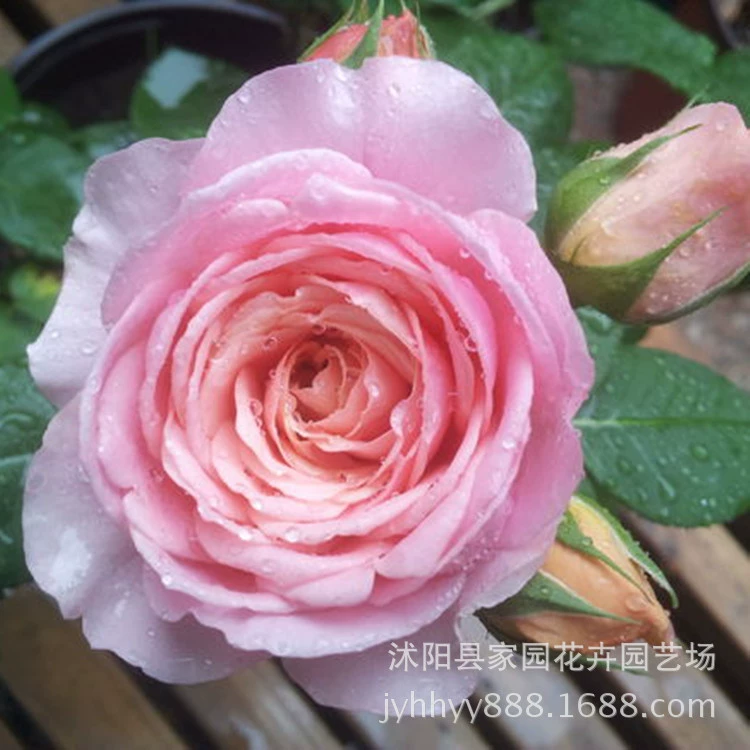 Розовые розы Amelinda Chanel, кустарник, горшечные растения, рассада роз